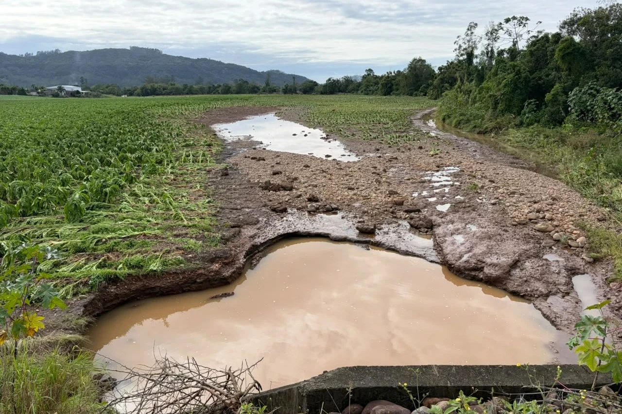 Fortes chuvas atingem lavouras de arroz, milho e fumo no Sul de SC