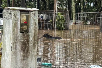 Nubea orienta tutores sobre animais desaparecidos após enchente em Criciúma