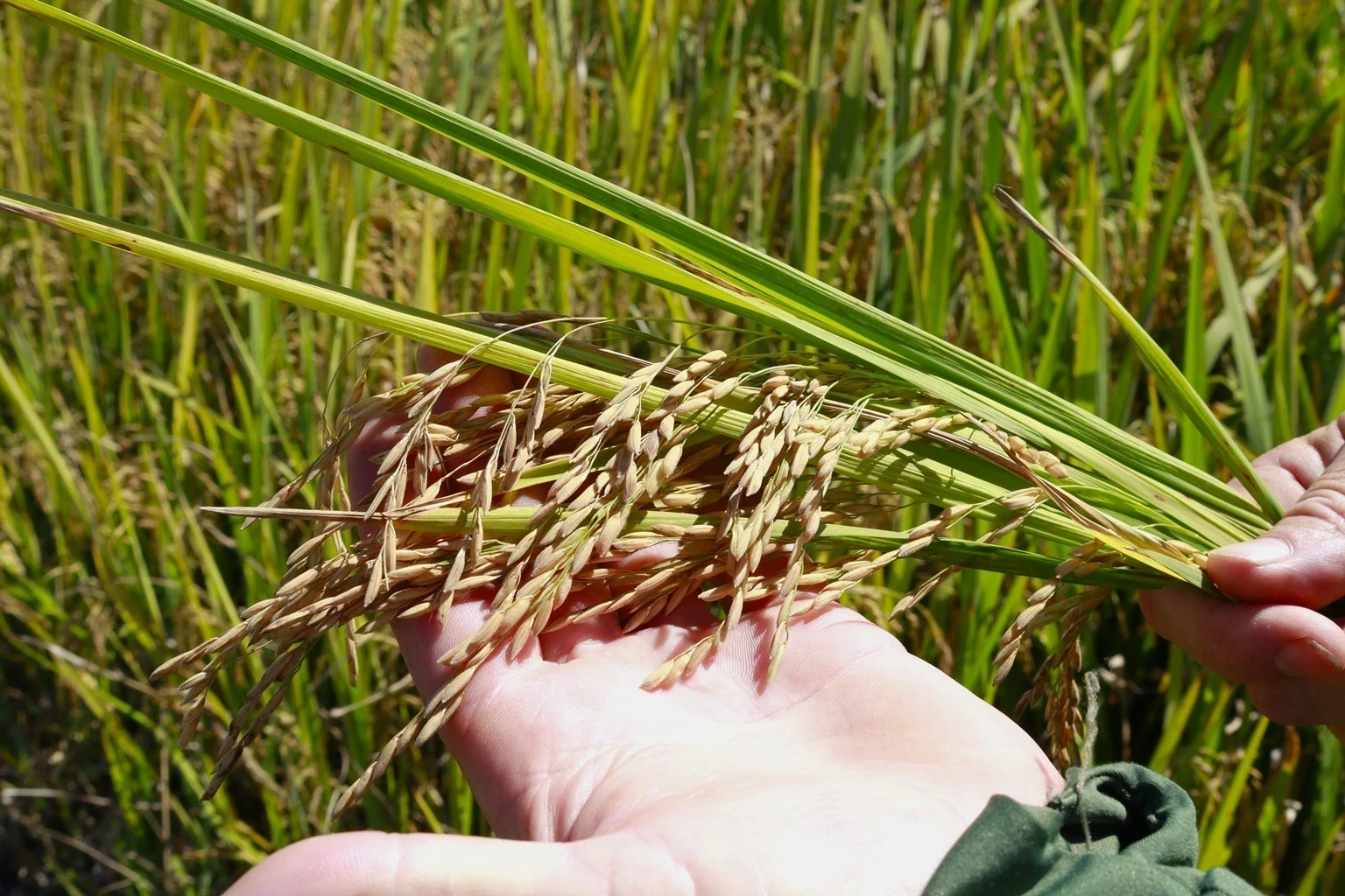 Chuvas não devem afetar lavouras de arroz, mas frio preocupa produtores