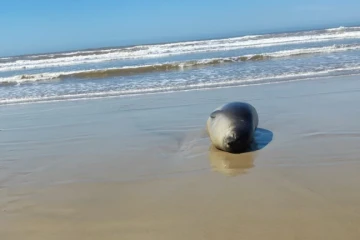 Elefante-marinho é visto descansando em praia de Jaguaruna; veja vídeo