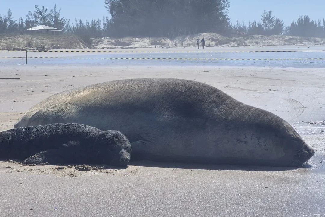 Fotos e vídeos: elefante-marinho dá à luz a filhote em praia de Jaguaruna; área é isolada