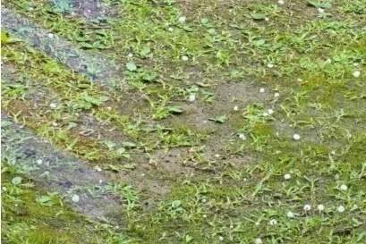 Vídeo: temporal provoca queda de granizo em Urussanga nesta terça-feira