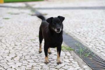 Feira de Adoção busca novos lares para filhotes de cães em Criciúma
