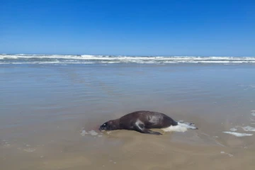 Leão-marinho é encontrado morto em Balneário Rincão