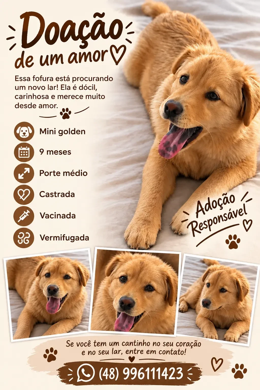 Animal para adoção - Pandi