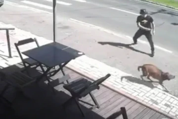 Polícia Civil esclarece suposta agressão envolvendo cachorro em Criciúma