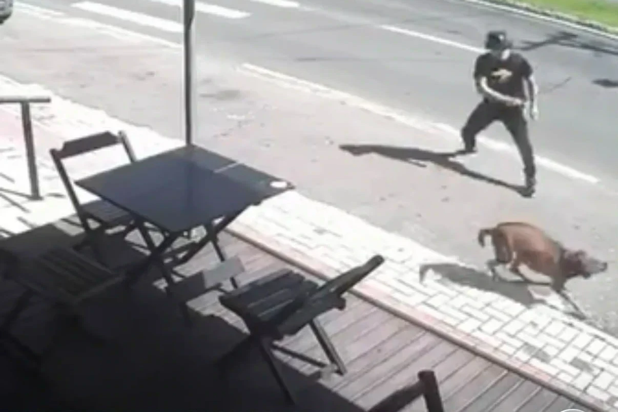 Polícia Civil esclarece suposta agressão envolvendo cachorro em Criciúma