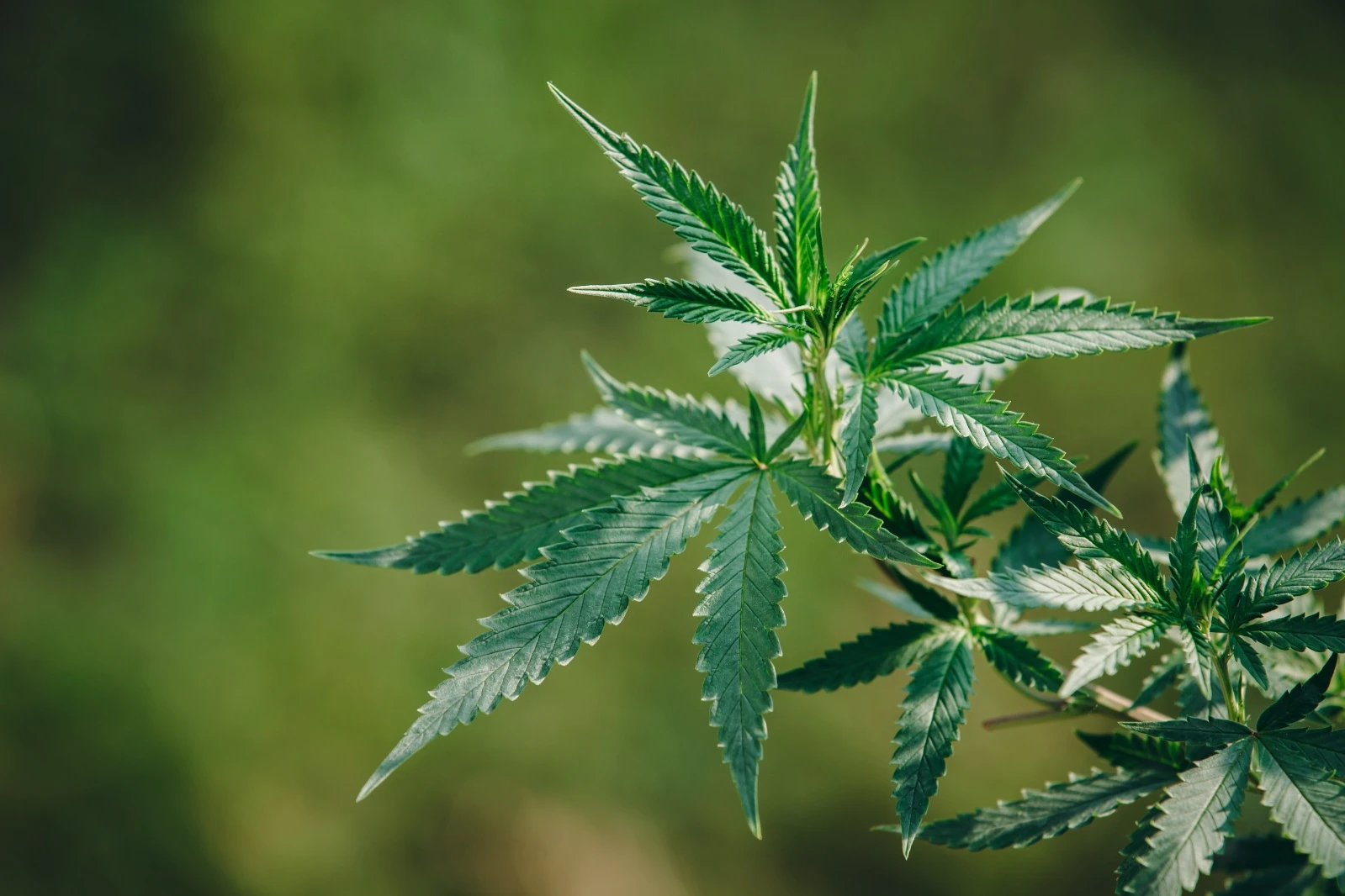 Criciúma: denúncias levam polícia a encontrar seis pés de maconha em residência