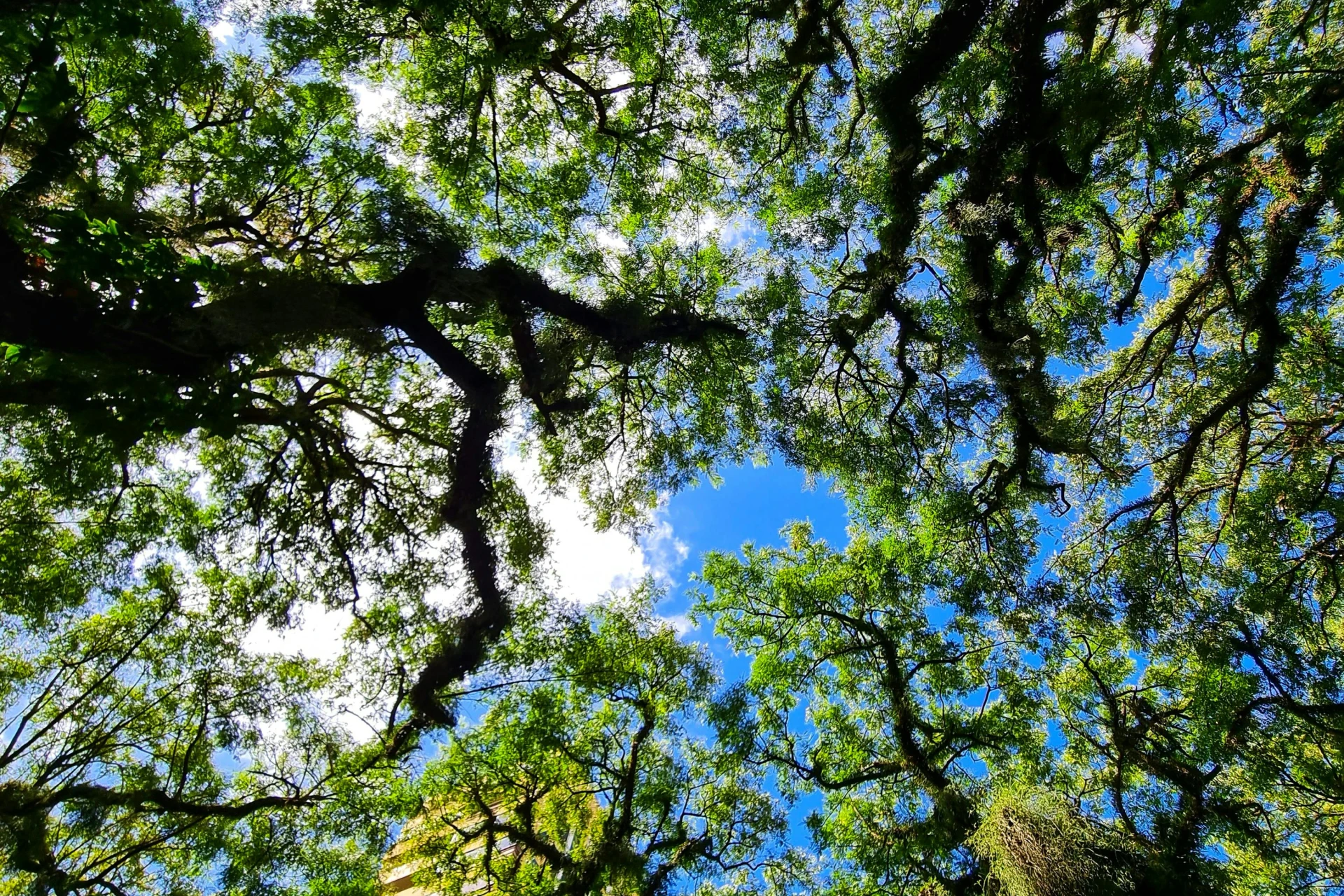 Do frio ao calor: Criciúma inicia semana com 6°C e terá temperaturas de até 30°C