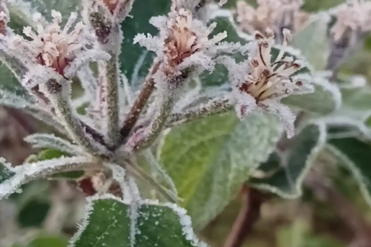 Frio intenso: três municípios de Santa Catarina registram temperaturas negativas e geada; veja fotos