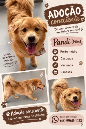 Animal para adoção - Pandi