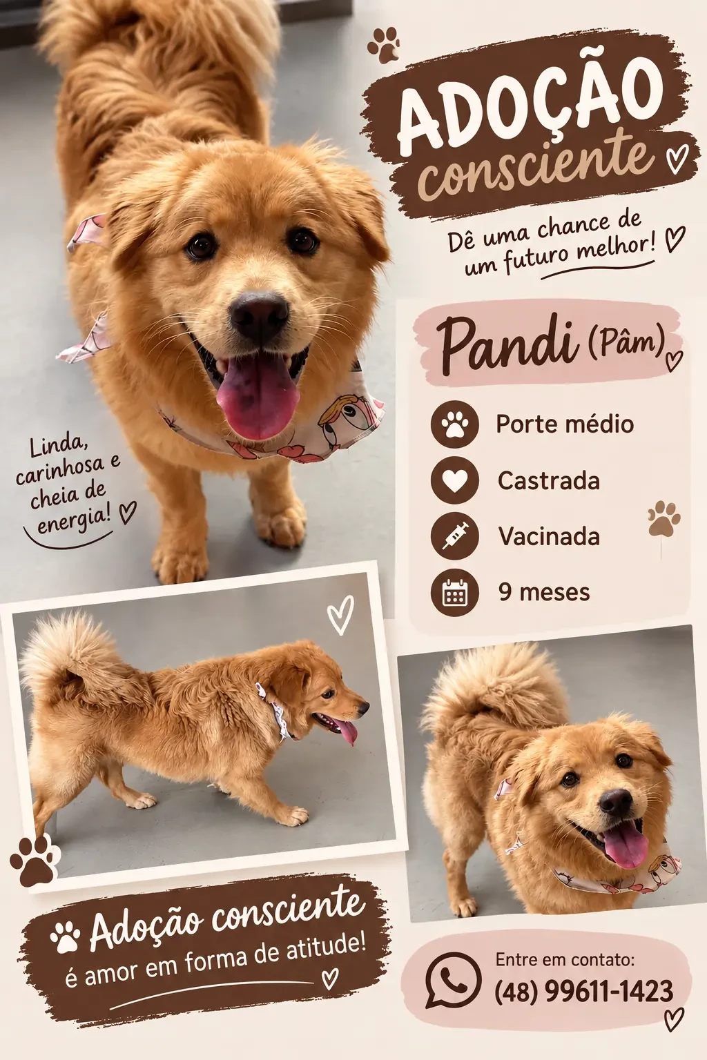 Animal para adoção - Pandi