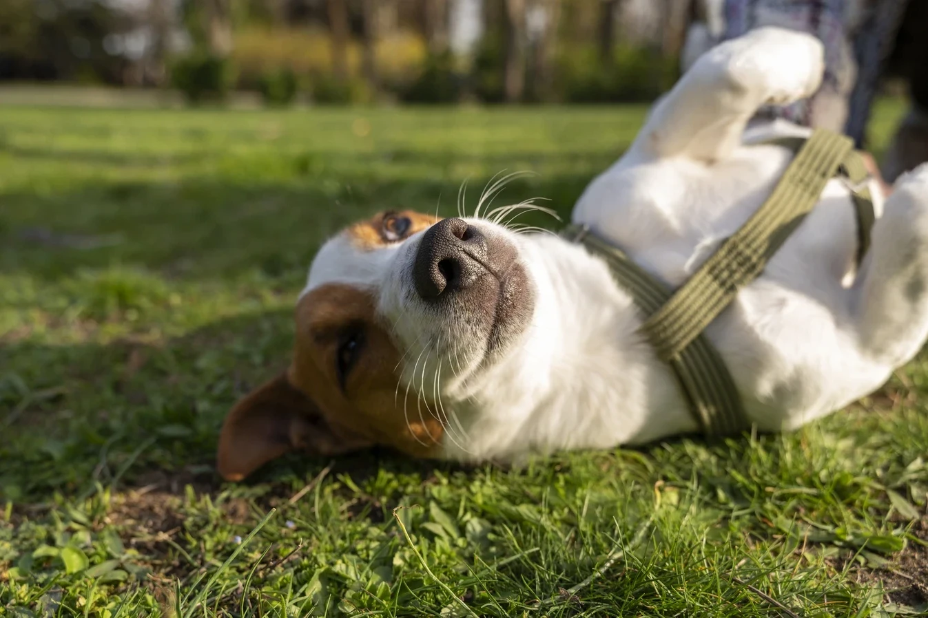 Programa oferece capacitação para apenados e reforça cuidados de bem-estar animal