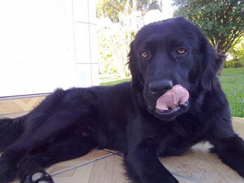 Cachorro perdido