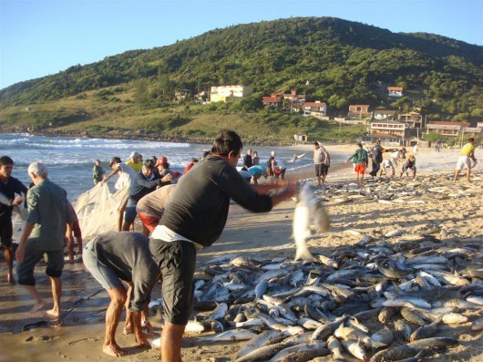 Tainhas aparecem na Gamboa