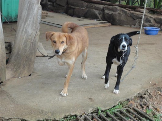 Ajuda para amparar cães
