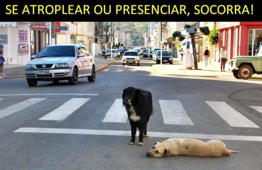 Atropelamento de animais em Criciúma