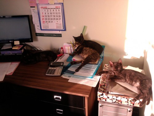 Doação de filhotes de gatos